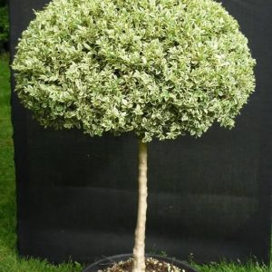 Buxus sempervirens ‘Elegantissima’ (v) Ball on Stem