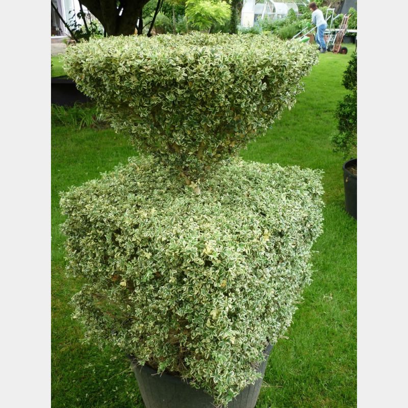 Inverse Cone Tree Topiary Plants – Topiary Arts