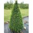 Buxus sempervirens Cone