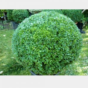 Buxus sempervirens Ball