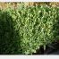 Buxus sempervirens ‘Bentley Blue’