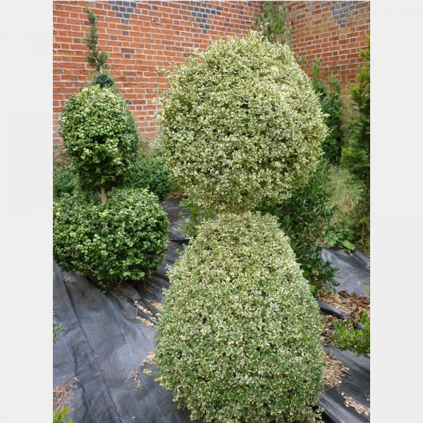 Buxus sempervirens ‘Elegantissima’ (v) Cone with disc on top