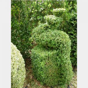 Buxus sempervirens Topiary Arts Peacock