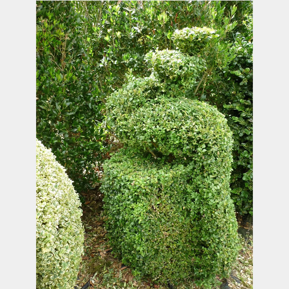 Topiary Birds for Sale