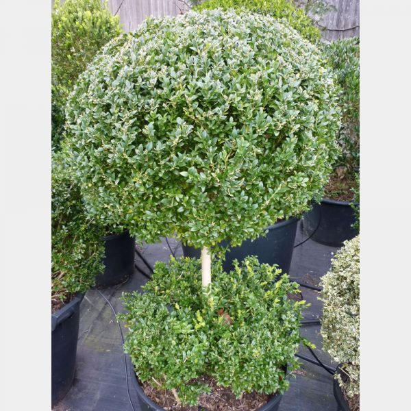 p1010727 Buxus sempervirens Ball on Stem with flat hedging at base