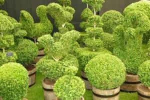 Topiary Plants