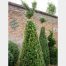 Taxus baccata (Yew) Cone with part formed bird on top