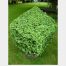 Buxus sempervirens Cube with cone on top