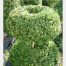 Buxus sempervirens Doughnut on Stem