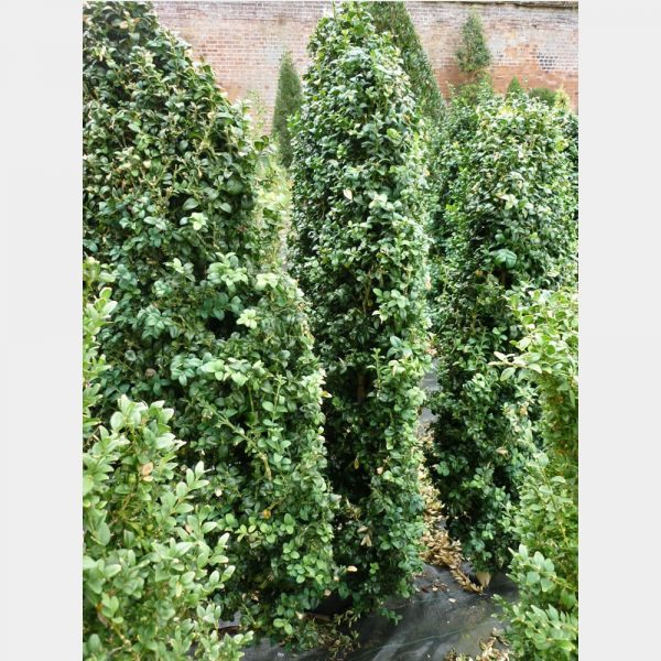 Buxus sempervirens ‘Rotundifolia’ Hedging