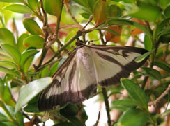 box tree moth and caterpillar-