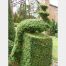 Taxus baccata Topiary Arts Peacock