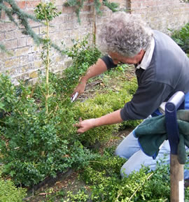 Plant Preparation topiary maintenance