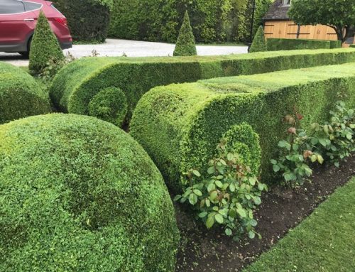 Topiary Projects 2020